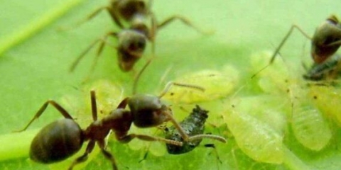 Kako se riješiti mrava na ribizli u proljeće